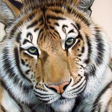 Схема вышивки «в мире животных»