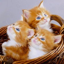 Схема вышивки «Рыжики»