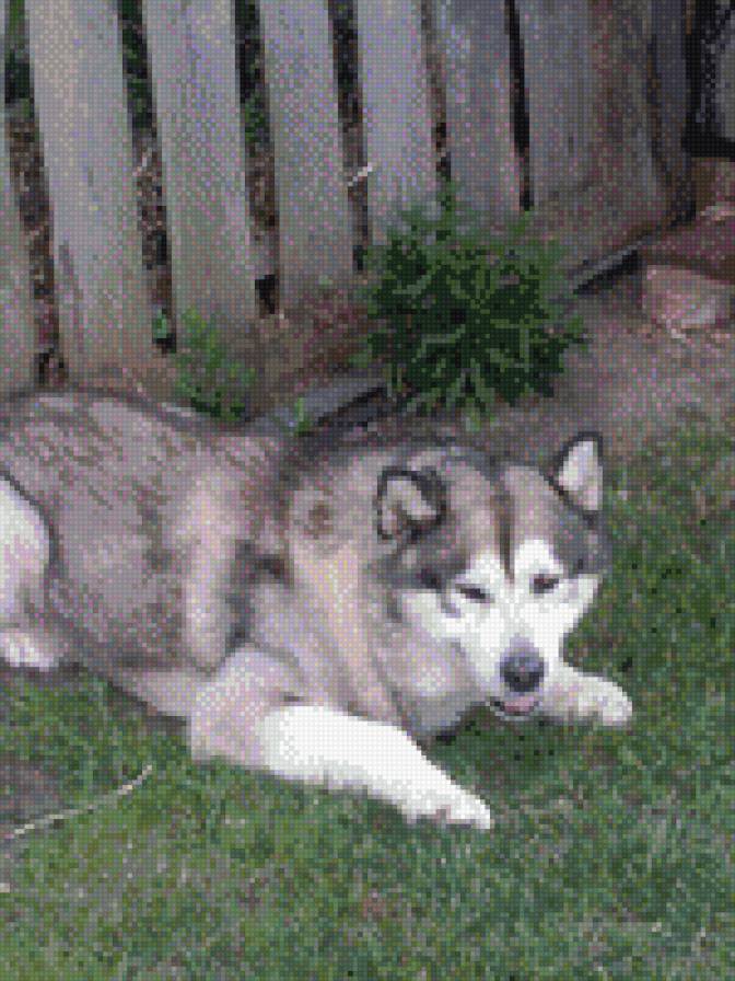 пуша - предпросмотр