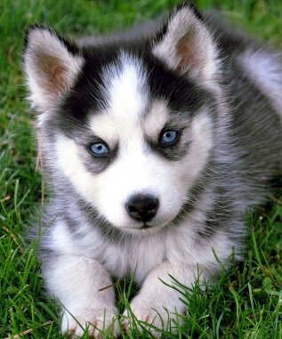 Хаски - хаски, лайка, собака, животные - оригинал