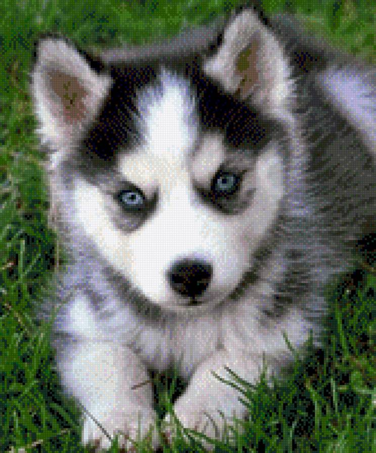 Хаски - лайка, хаски, собака, животные - предпросмотр