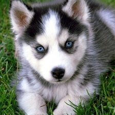 Схема вышивки «Хаски»