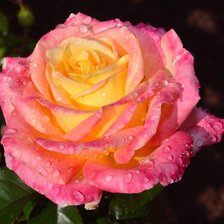 Схема вышивки «Роза в росе»