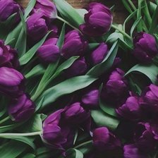 Схема вышивки «тюльпаны»