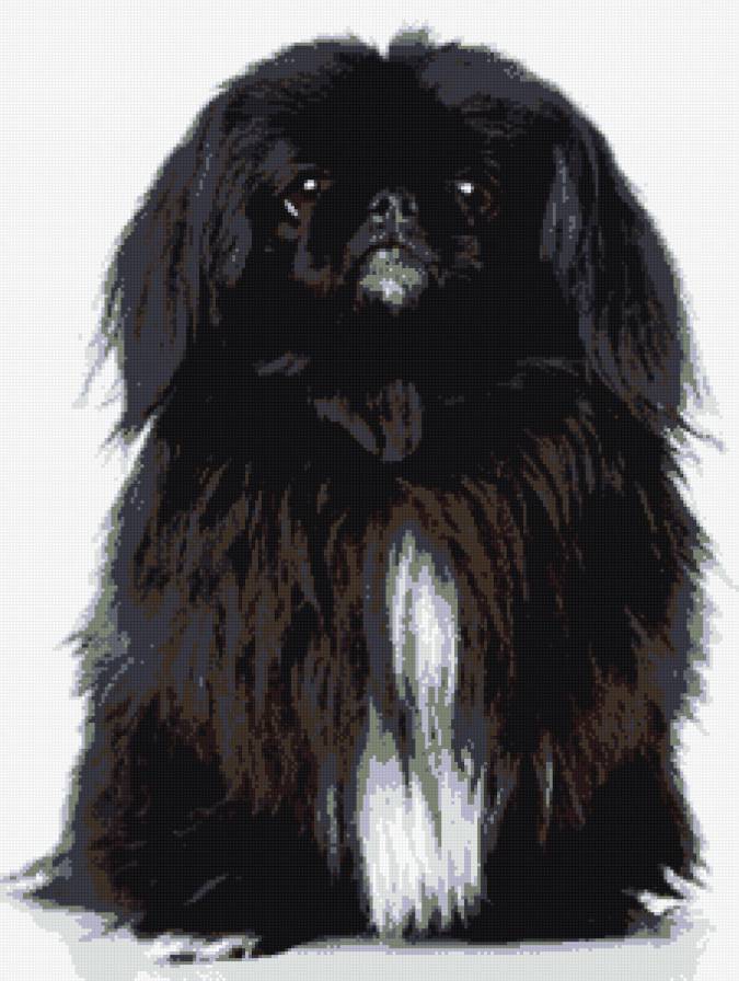 Японский хин - предпросмотр