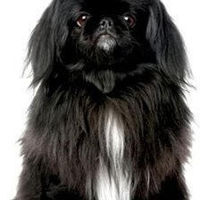 Схема вышивки «Японский хин»