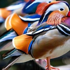 Схема вышивки «Мандаринка-утка»