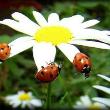 Схема вышивки «hjvfirf»