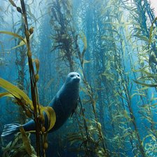 Птичка на ветке