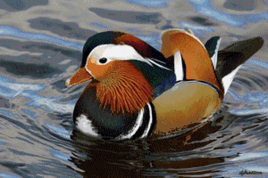 Мандаринка-утка - уточка - предпросмотр