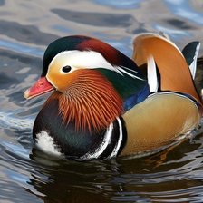 Схема вышивки «Мандаринка-утка»