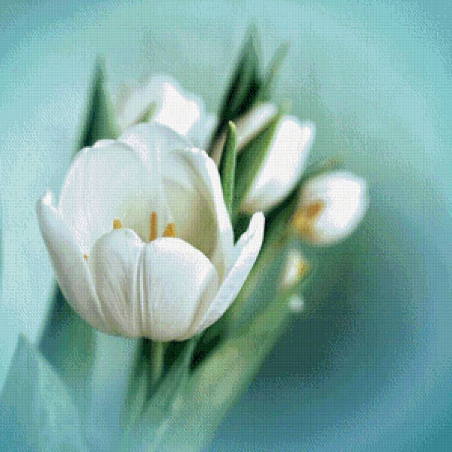 белые тюльпаны - тюльпан, цветы, макро, белый - предпросмотр