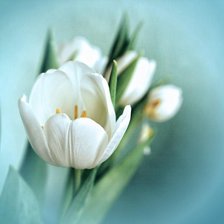 Схема вышивки «белые тюльпаны»