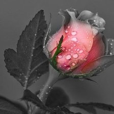 Схема вышивки «№1099276»