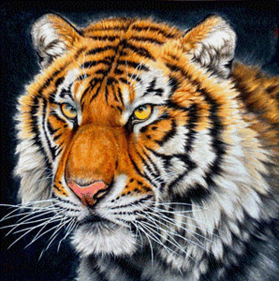 тигр - тигр, хищник - предпросмотр