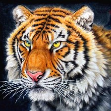 Схема вышивки «тигр»
