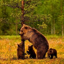 Схема вышивки «Медведь»