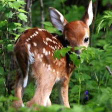 Схема вышивки «олени»