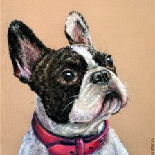 Схема вышивки «Бульдог»