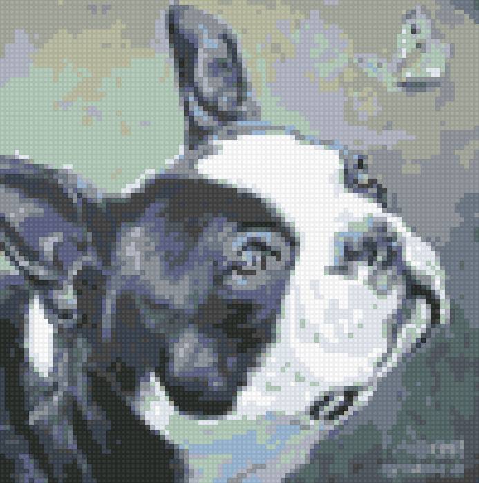 Бульдог - предпросмотр