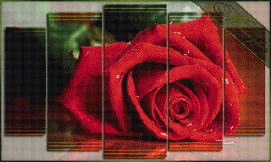 красная роза - предпросмотр