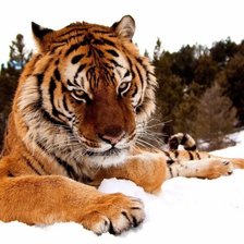 Схема вышивки «тигр на снегу»