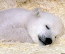 Схема вышивки «miwka»