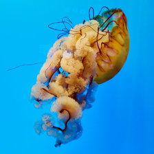 Схема вышивки «Медуза.»