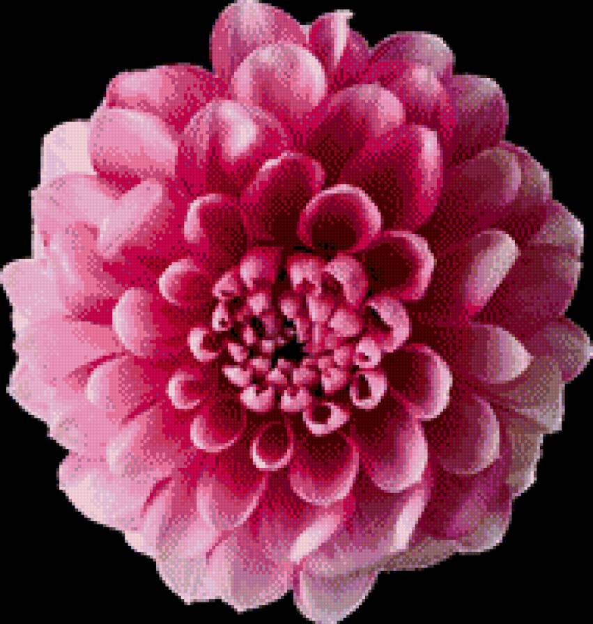 Георгин - цветы - предпросмотр