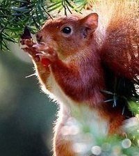 Схема вышивки «0003»