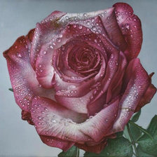 Схема вышивки «роза»