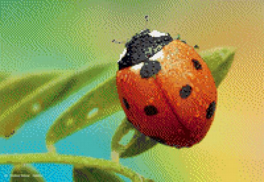 божья коровка - предпросмотр