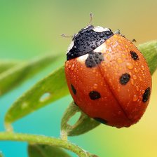 Схема вышивки «божья коровка»