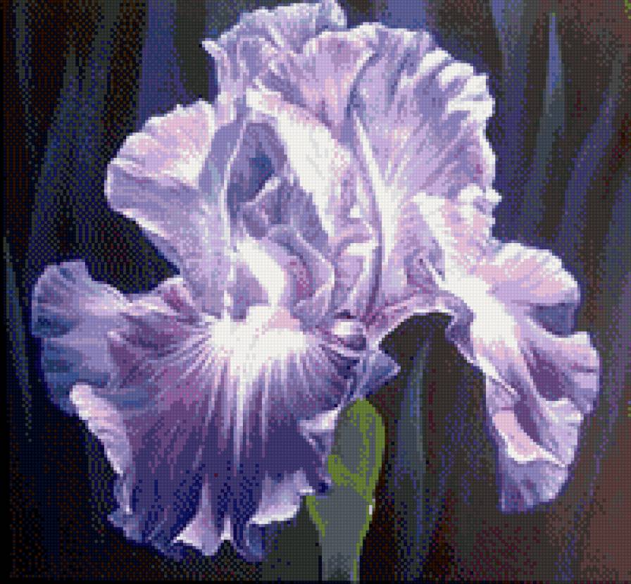 Ирис - цветы - предпросмотр