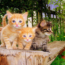 Схема вышивки «котята на даче»