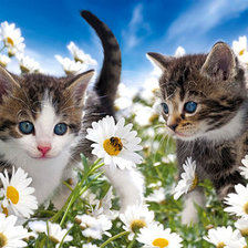 Схема вышивки «котята в ромашках»