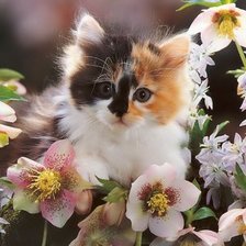 Схема вышивки «Котенок»