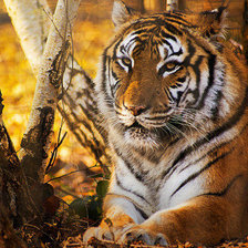 Схема вышивки «№1101411»