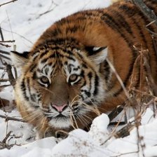 Схема вышивки «№1101415»