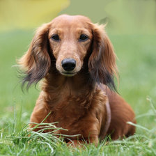 Схема вышивки «Такса длинношерстная в траве»