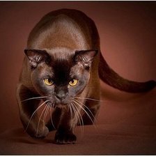 Схема вышивки «Багира»