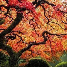 Схема вышивки «Японский сад в США»