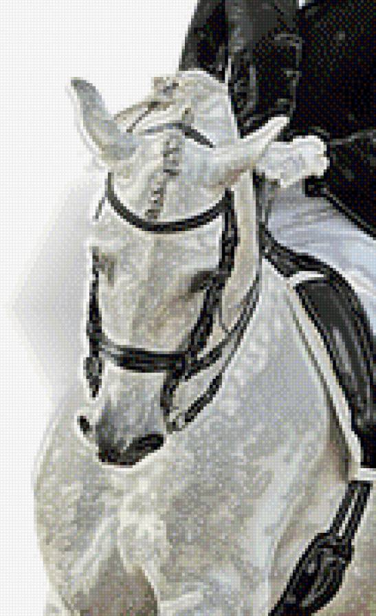 выездка - конный спорт, лошади - предпросмотр