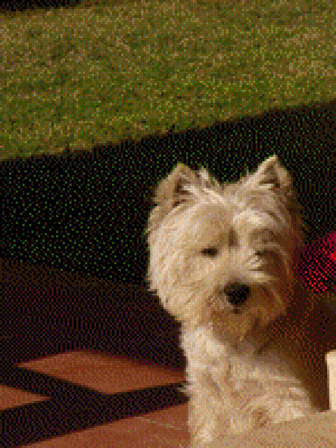 Мой любимый пёс Джонни - животное, друг, вести, собака - предпросмотр