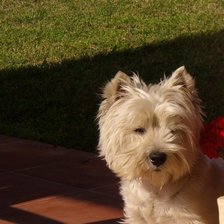 Схема вышивки «Мой любимый пёс Джонни»