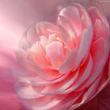 Схема вышивки «Роза и солнце»