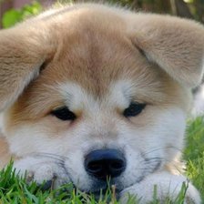 Схема вышивки «Щенок»