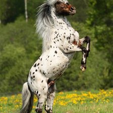 Схема вышивки «Лошадка  пятнышках.»