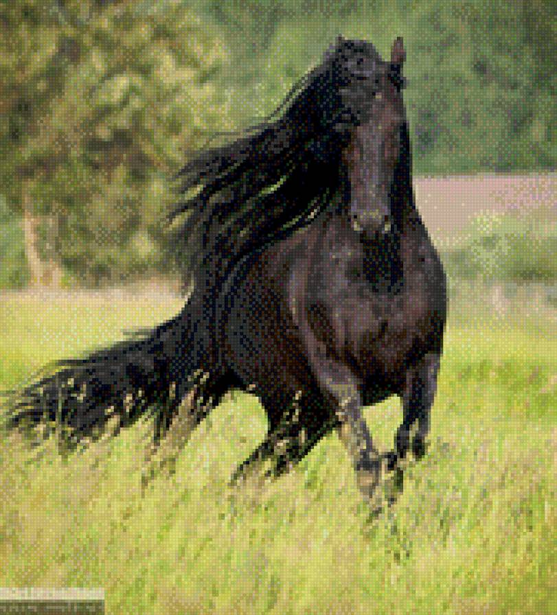 Фризская лошадь. - лошадь, лошади, фризская порода лошадей, фриз - предпросмотр