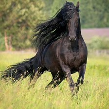 Фризская лошадь.